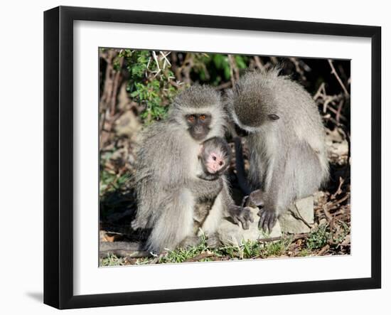 Vervet Monkey Family-ZambeziShark-Framed Photographic Print