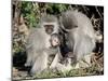 Vervet Monkey Family-ZambeziShark-Mounted Photographic Print