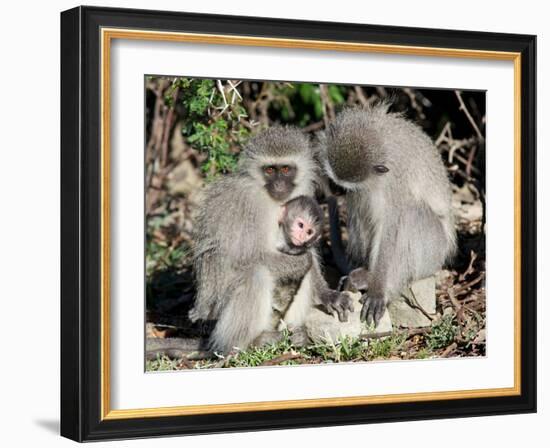 Vervet Monkey Family-ZambeziShark-Framed Photographic Print