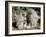 Vervet Monkey Family-ZambeziShark-Framed Photographic Print