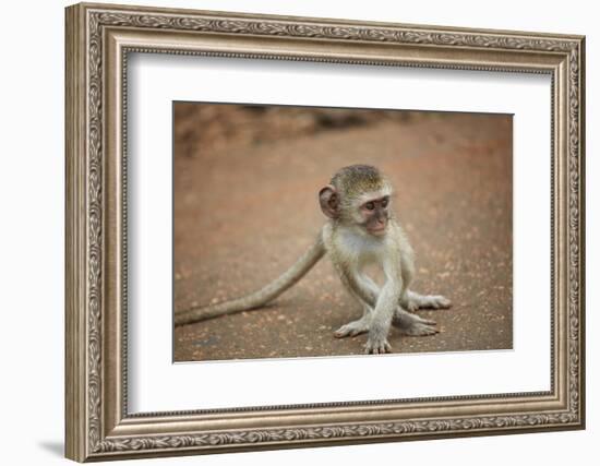 Vervet Monkey infant (Chlorocebus pygerythrus), Kruger National Park, South Africa-David Wall-Framed Photographic Print