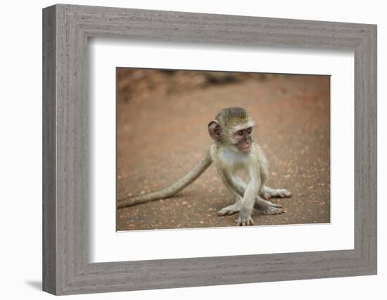 Vervet Monkey infant (Chlorocebus pygerythrus), Kruger National Park, South Africa-David Wall-Framed Photographic Print