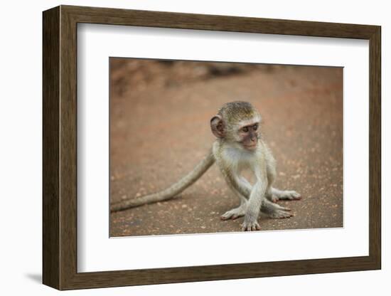 Vervet Monkey infant (Chlorocebus pygerythrus), Kruger National Park, South Africa-David Wall-Framed Photographic Print