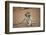 Vervet Monkey infant (Chlorocebus pygerythrus), Kruger National Park, South Africa-David Wall-Framed Photographic Print