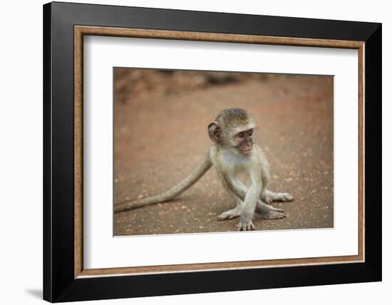 Vervet Monkey infant (Chlorocebus pygerythrus), Kruger National Park, South Africa-David Wall-Framed Photographic Print