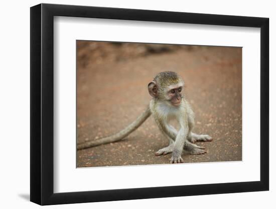 Vervet Monkey infant (Chlorocebus pygerythrus), Kruger National Park, South Africa-David Wall-Framed Photographic Print