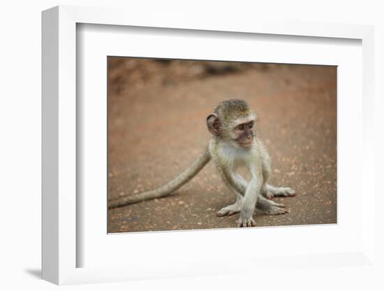 Vervet Monkey infant (Chlorocebus pygerythrus), Kruger National Park, South Africa-David Wall-Framed Photographic Print