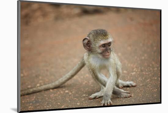 Vervet Monkey infant (Chlorocebus pygerythrus), Kruger National Park, South Africa-David Wall-Mounted Photographic Print