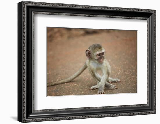 Vervet Monkey infant (Chlorocebus pygerythrus), Kruger National Park, South Africa-David Wall-Framed Photographic Print