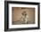 Vervet Monkey infant (Chlorocebus pygerythrus), Kruger National Park, South Africa-David Wall-Framed Photographic Print