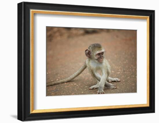 Vervet Monkey infant (Chlorocebus pygerythrus), Kruger National Park, South Africa-David Wall-Framed Photographic Print