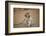 Vervet Monkey infant (Chlorocebus pygerythrus), Kruger National Park, South Africa-David Wall-Framed Photographic Print