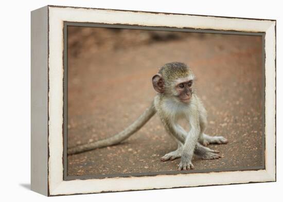 Vervet Monkey infant (Chlorocebus pygerythrus), Kruger National Park, South Africa-David Wall-Framed Premier Image Canvas