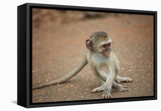 Vervet Monkey infant (Chlorocebus pygerythrus), Kruger National Park, South Africa-David Wall-Framed Premier Image Canvas