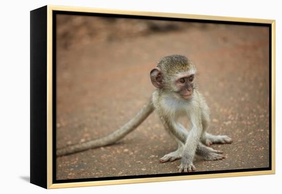 Vervet Monkey infant (Chlorocebus pygerythrus), Kruger National Park, South Africa-David Wall-Framed Premier Image Canvas