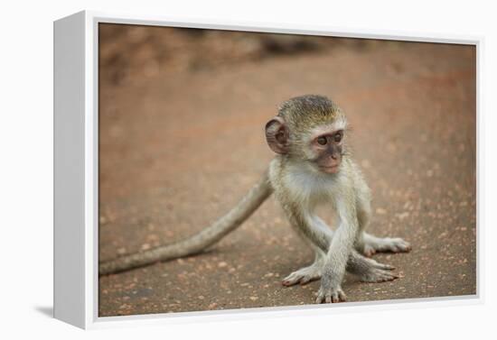 Vervet Monkey infant (Chlorocebus pygerythrus), Kruger National Park, South Africa-David Wall-Framed Premier Image Canvas