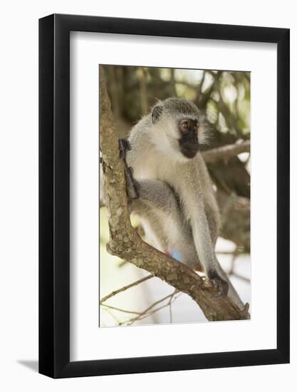 Vervet Monkey, Lake Mburu National Park, Uganda, Africa-Janette Hill-Framed Photographic Print