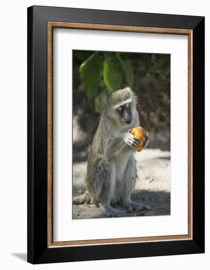 Vervet Monkey, Moremi Game Reserve, Botswana-Paul Souders-Framed Photographic Print