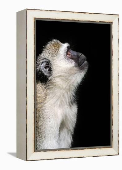 Vervet Monkey-byrdyak-Framed Premier Image Canvas