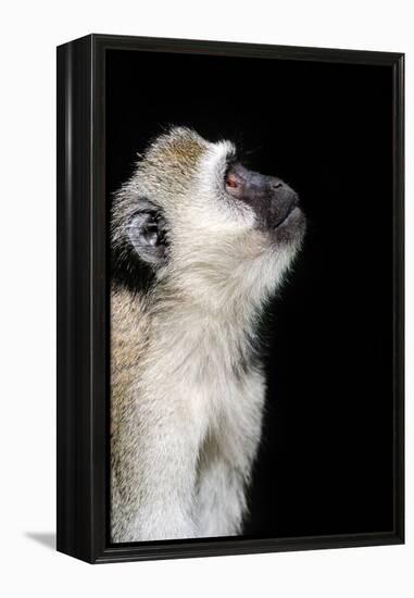 Vervet Monkey-byrdyak-Framed Premier Image Canvas