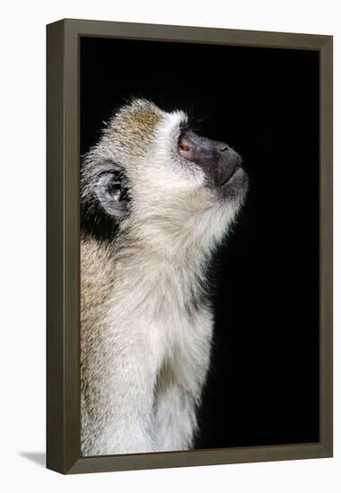 Vervet Monkey-byrdyak-Framed Premier Image Canvas