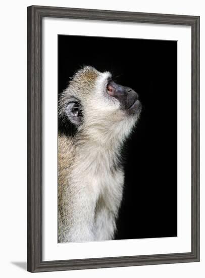 Vervet Monkey-byrdyak-Framed Photographic Print