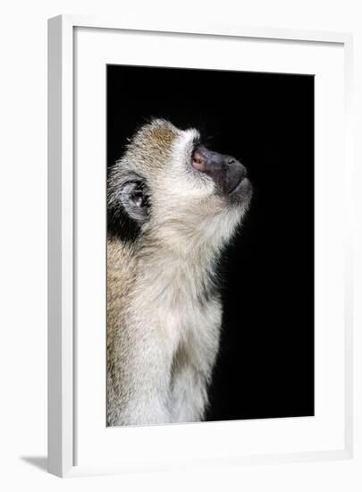 Vervet Monkey-byrdyak-Framed Photographic Print