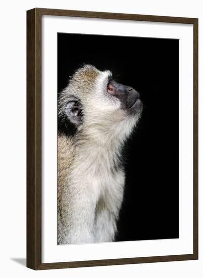 Vervet Monkey-byrdyak-Framed Photographic Print