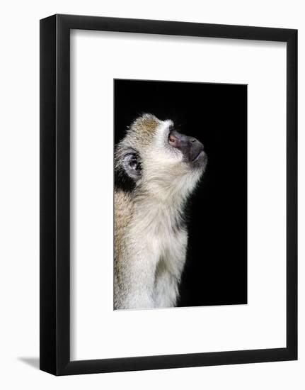 Vervet Monkey-byrdyak-Framed Photographic Print