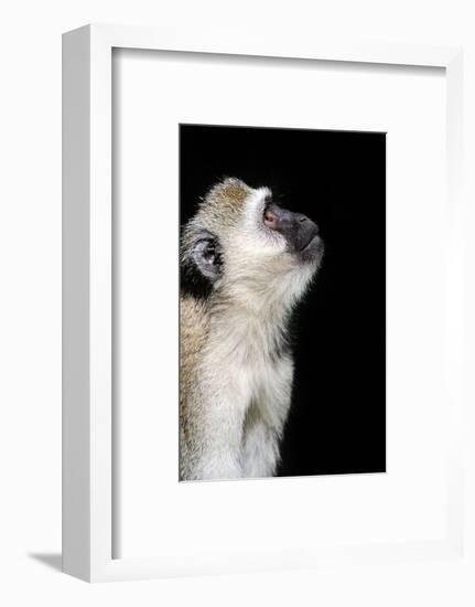 Vervet Monkey-byrdyak-Framed Photographic Print