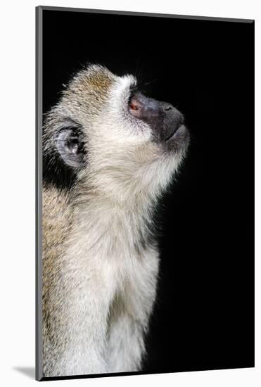 Vervet Monkey-byrdyak-Mounted Photographic Print