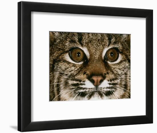 Very Focused-Art Wolfe-Framed Photographic Print