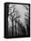 Very Foggy Mood Shot Including Chestnut Trees-Thomas D^ Mcavoy-Framed Premier Image Canvas