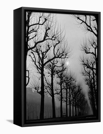 Very Foggy Mood Shot Including Chestnut Trees-Thomas D^ Mcavoy-Framed Premier Image Canvas