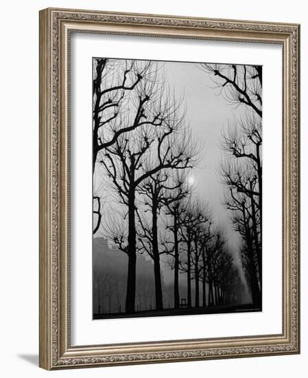 Very Foggy Mood Shot Including Chestnut Trees-Thomas D^ Mcavoy-Framed Photographic Print