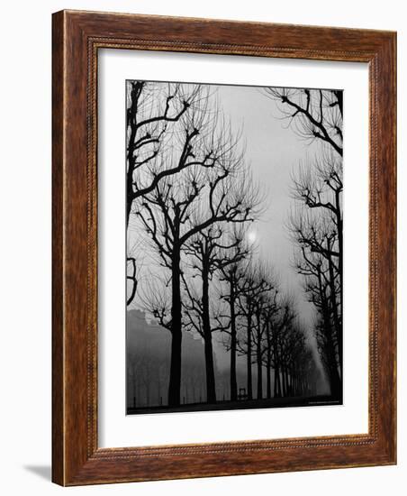 Very Foggy Mood Shot Including Chestnut Trees-Thomas D^ Mcavoy-Framed Photographic Print