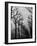 Very Foggy Mood Shot Including Chestnut Trees-Thomas D^ Mcavoy-Framed Photographic Print