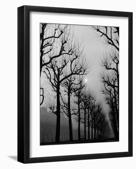 Very Foggy Mood Shot Including Chestnut Trees-Thomas D^ Mcavoy-Framed Photographic Print