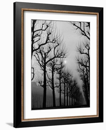 Very Foggy Mood Shot Including Chestnut Trees-Thomas D^ Mcavoy-Framed Photographic Print