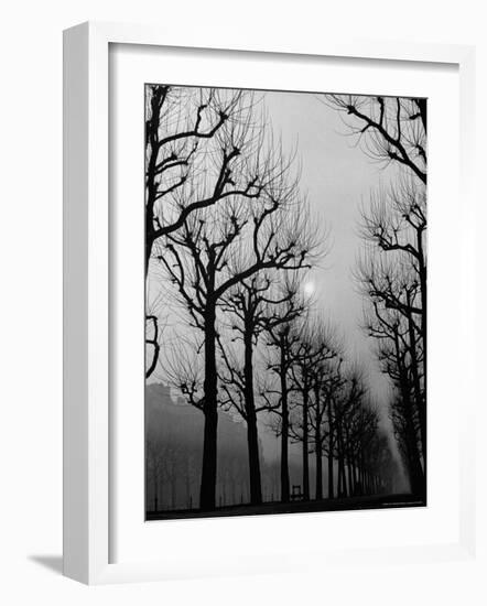 Very Foggy Mood Shot Including Chestnut Trees-Thomas D^ Mcavoy-Framed Photographic Print