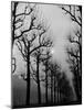 Very Foggy Mood Shot Including Chestnut Trees-Thomas D^ Mcavoy-Mounted Photographic Print