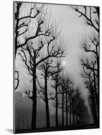 Very Foggy Mood Shot Including Chestnut Trees-Thomas D^ Mcavoy-Mounted Photographic Print