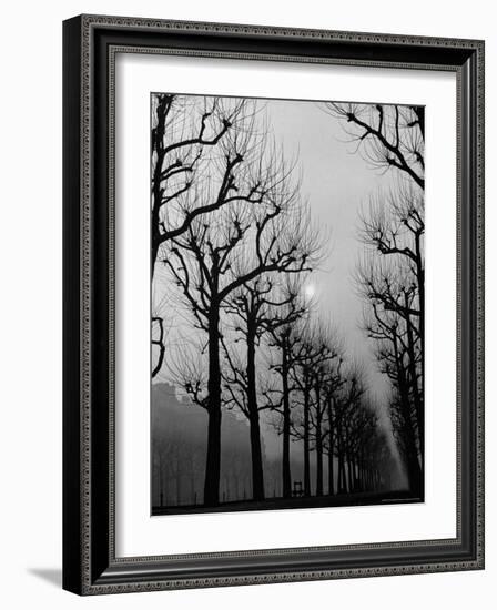 Very Foggy Mood Shot Including Chestnut Trees-Thomas D^ Mcavoy-Framed Photographic Print
