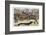 Very Long Dachshund Causes a Problem for Traffic When It Crosses the Road with His Owner-null-Framed Photographic Print