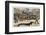 Very Long Dachshund Causes a Problem for Traffic When It Crosses the Road with His Owner-null-Framed Photographic Print