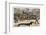 Very Long Dachshund Causes a Problem for Traffic When It Crosses the Road with His Owner-null-Framed Photographic Print