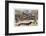 Very Long Dachshund Causes a Problem for Traffic When It Crosses the Road with His Owner-null-Framed Photographic Print