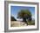 Very Old Olive Tree, Kefalonia (Cephalonia), Ionian Islands, Greece-R H Productions-Framed Photographic Print