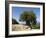 Very Old Olive Tree, Kefalonia (Cephalonia), Ionian Islands, Greece-R H Productions-Framed Photographic Print