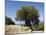 Very Old Olive Tree, Kefalonia (Cephalonia), Ionian Islands, Greece-R H Productions-Mounted Photographic Print